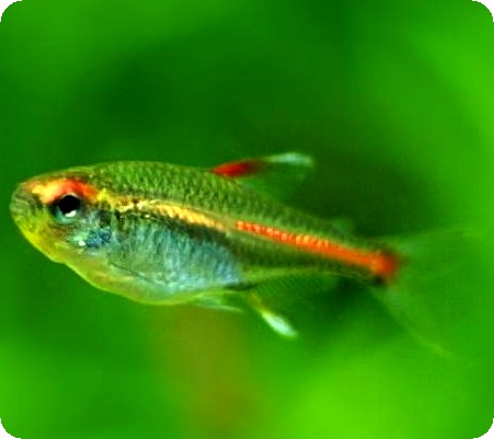 GLOLIGHT TETRA - QUANTITY OF 12